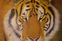 Tigre olio su tela 70 x 70
