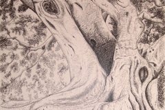 FAGGI disegno a pennarello su carta lucida 50 x 35